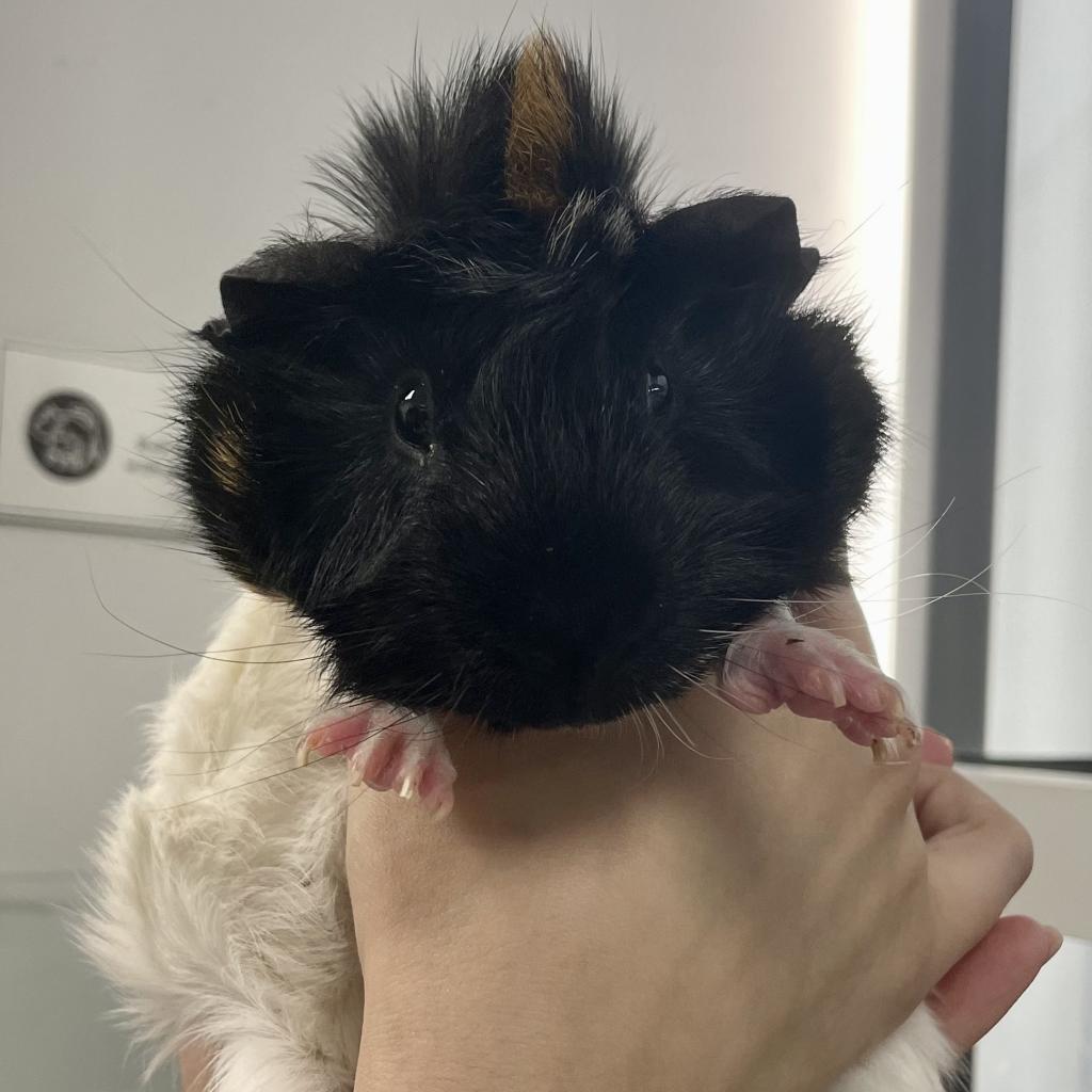 pet photo