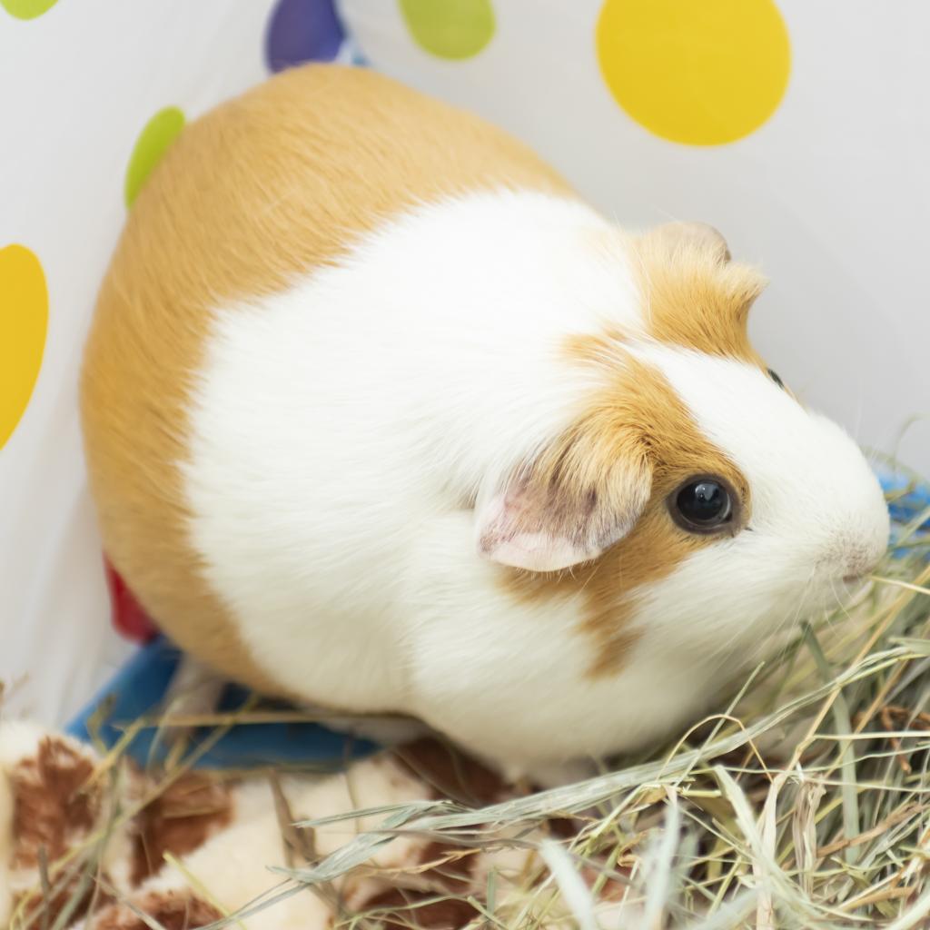 pet photo