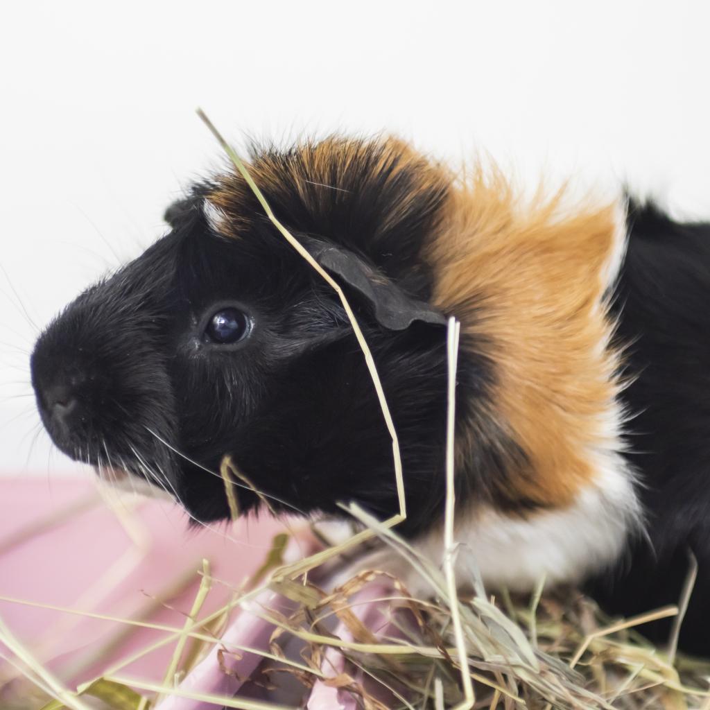 pet photo