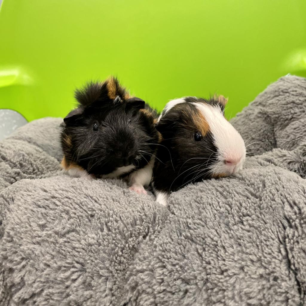 pet photo