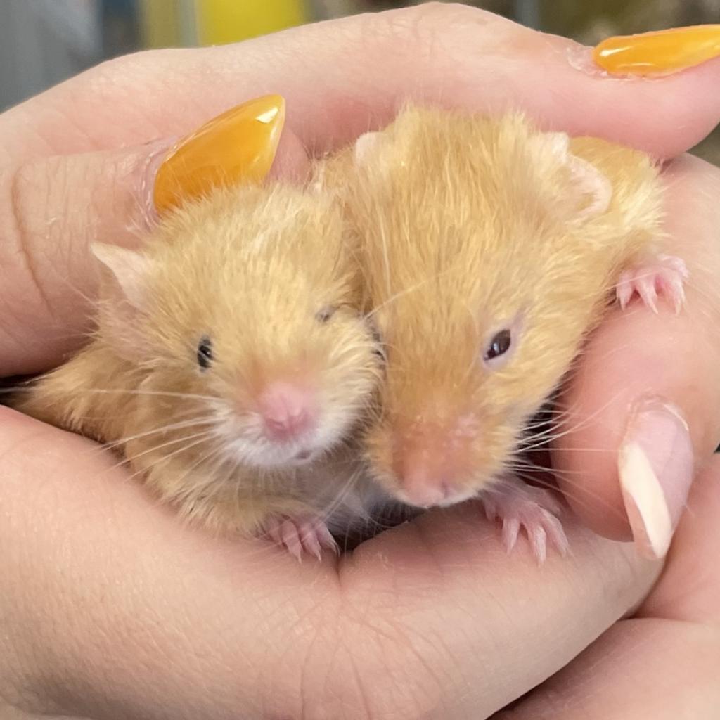 pet photo