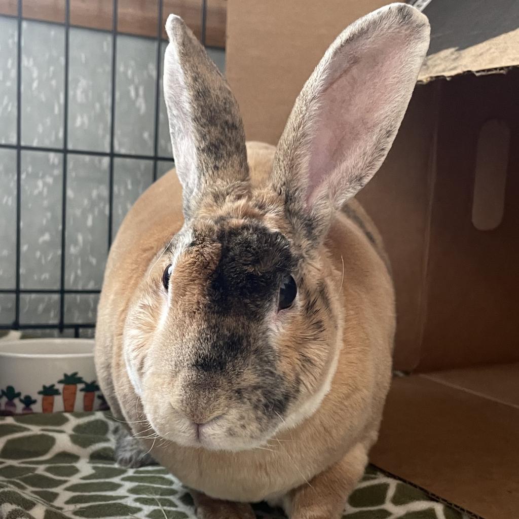 pet photo