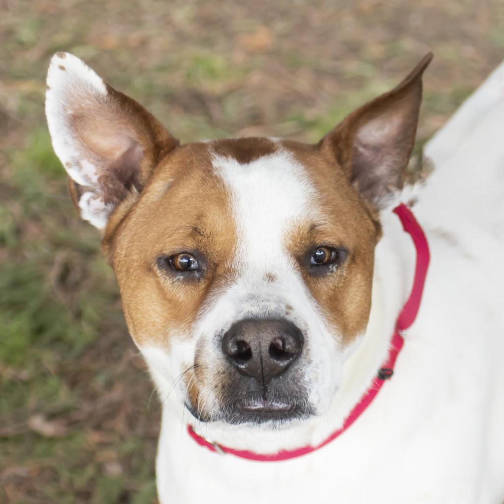 pet photo