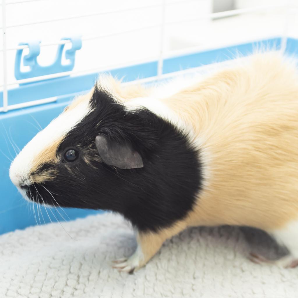 pet photo