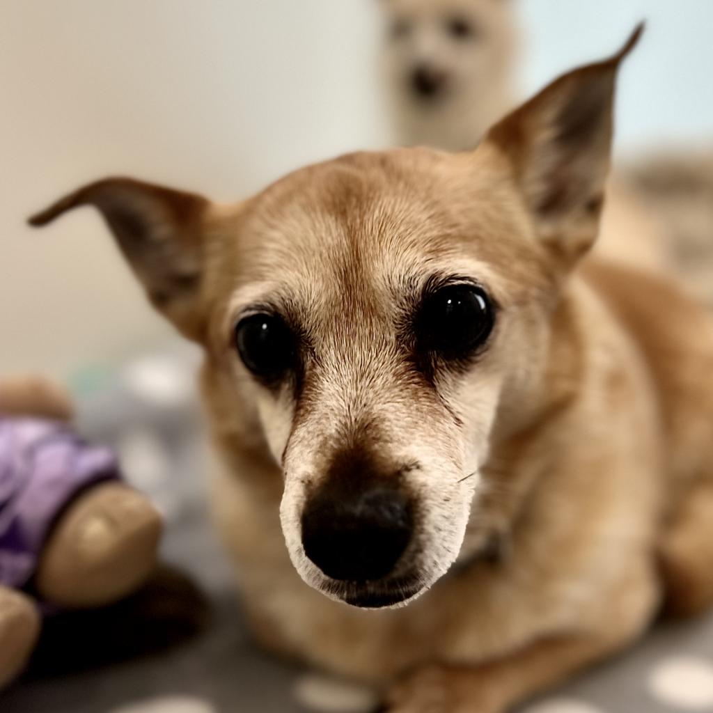 pet photo