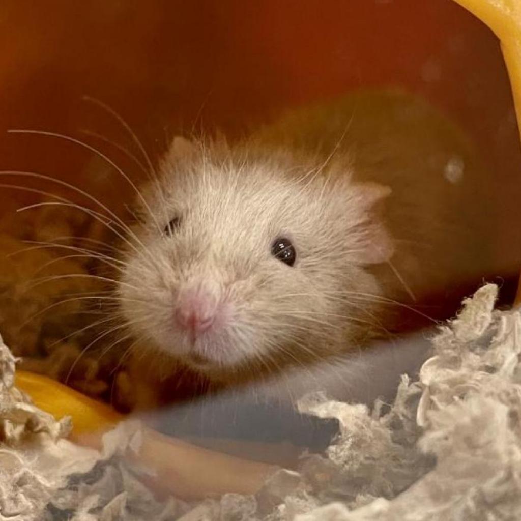 pet photo