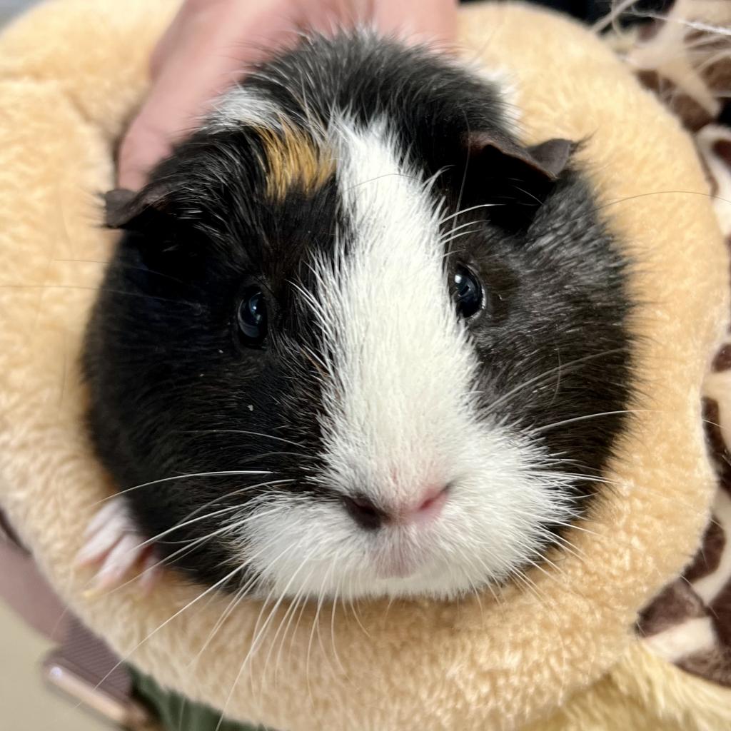 pet photo