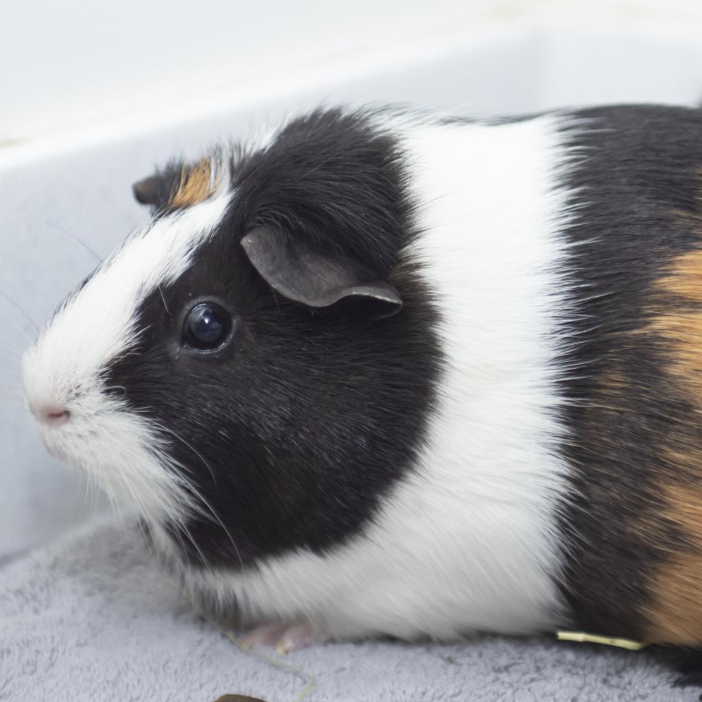 pet photo