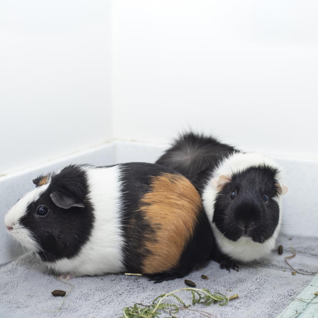 pet photo