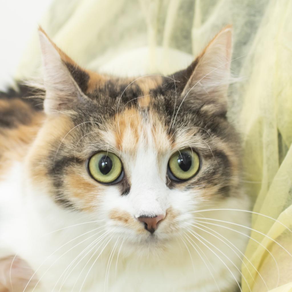 pet photo