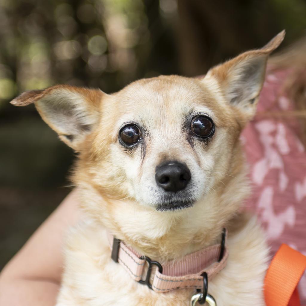 pet photo