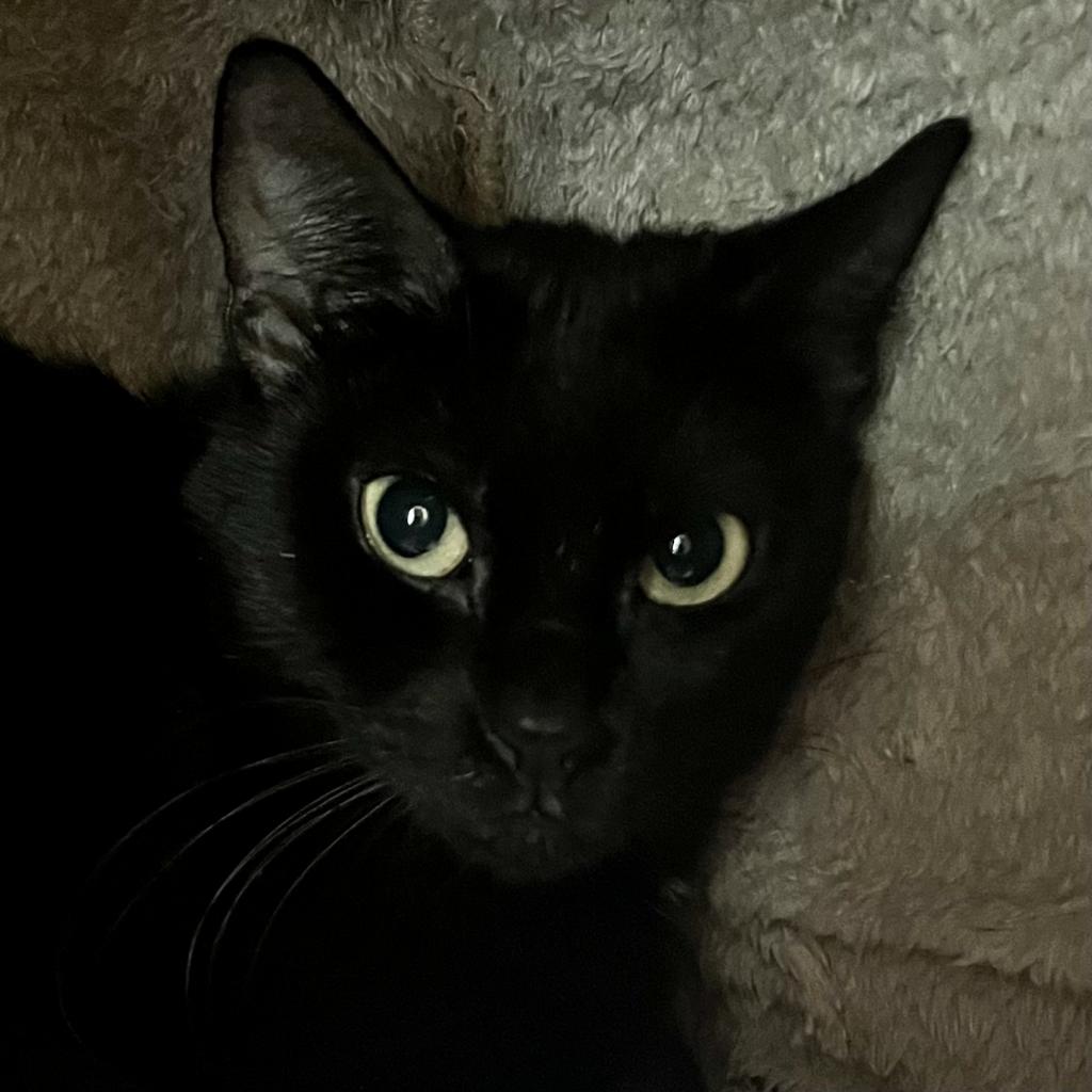 pet photo