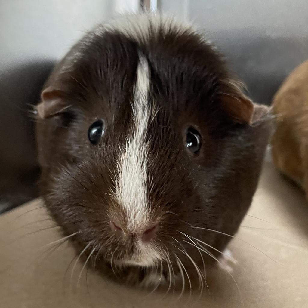 pet photo