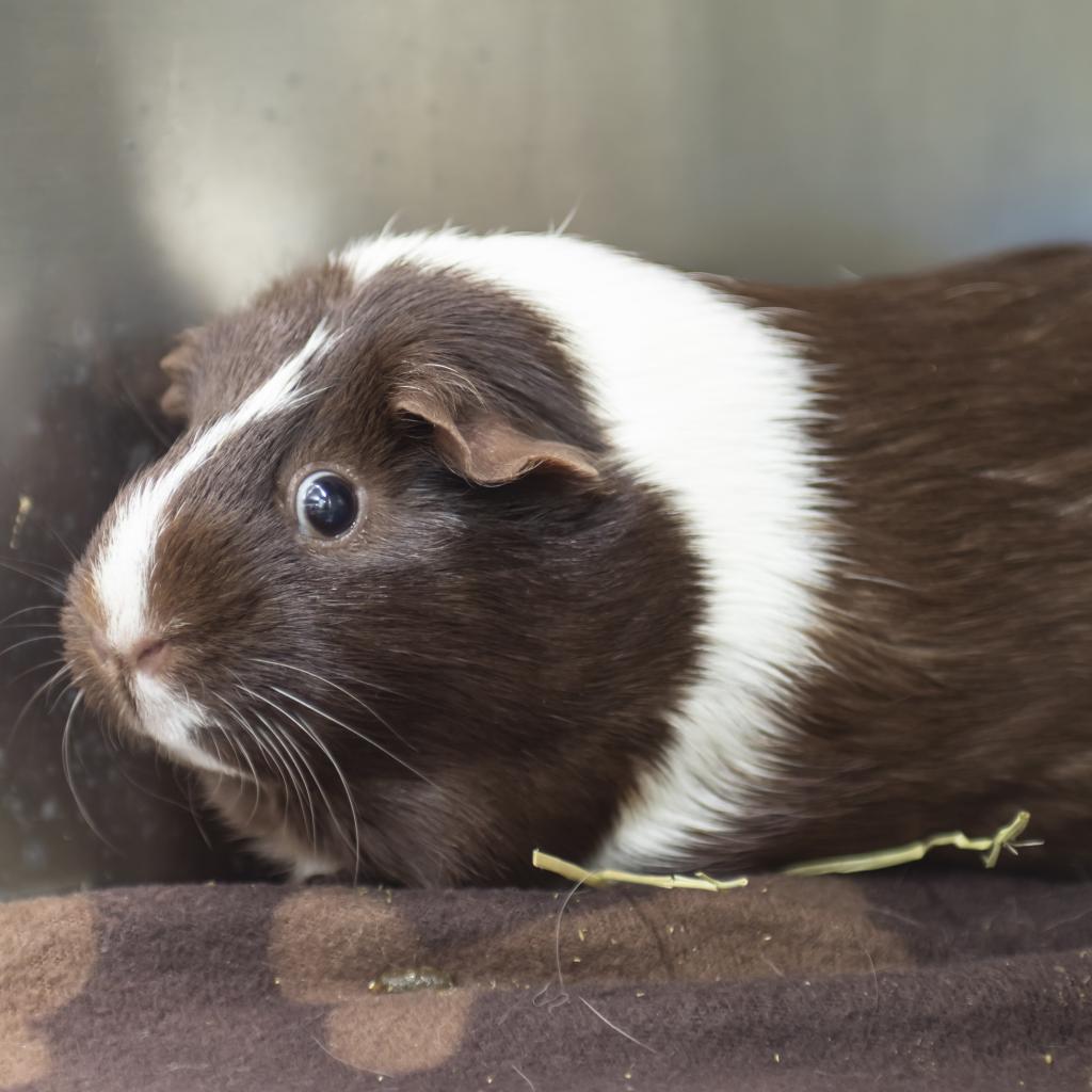 pet photo