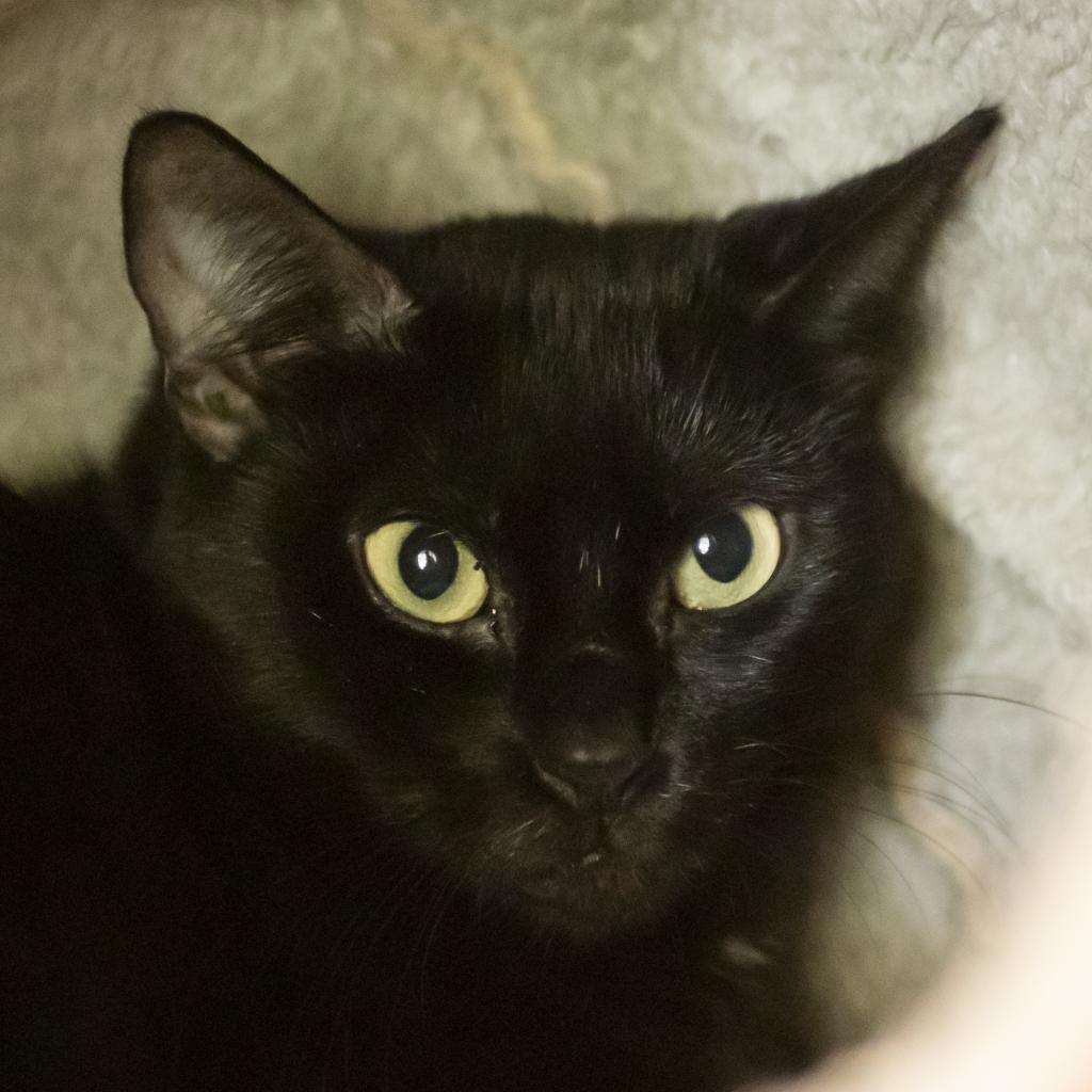 pet photo