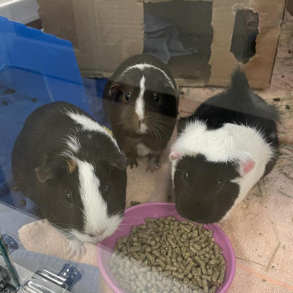 pet photo