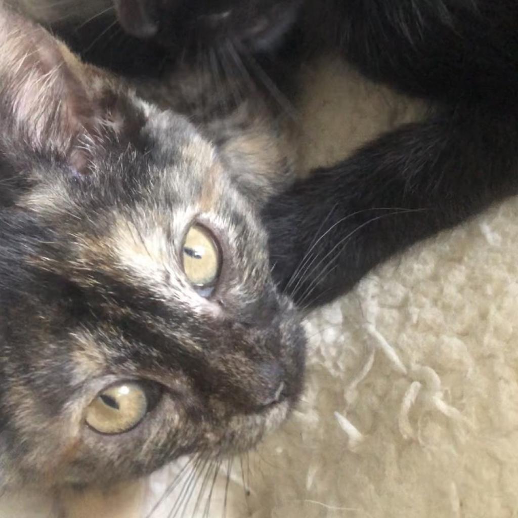 Adopt A Cat San Antonio Pets Alive