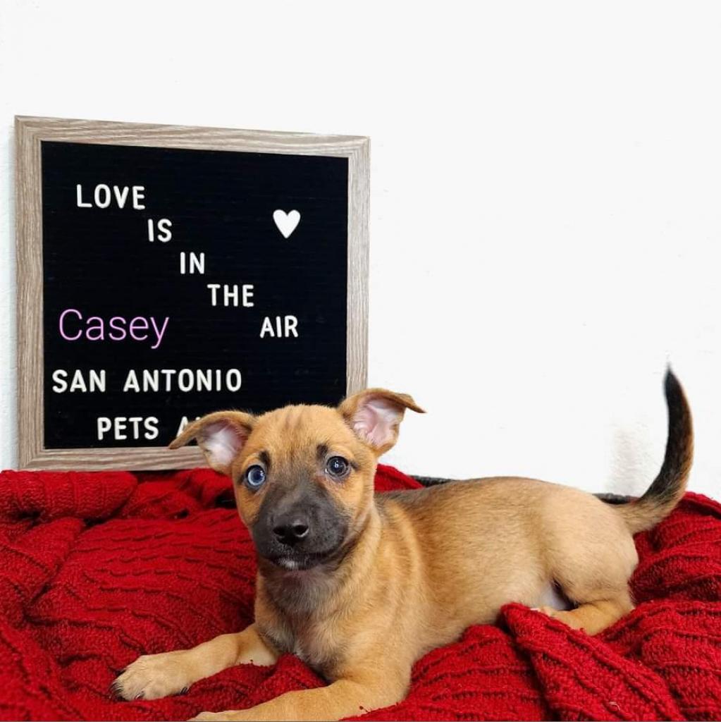 San Antonio Pets Alive! - A lifesaving organization in San Antonio