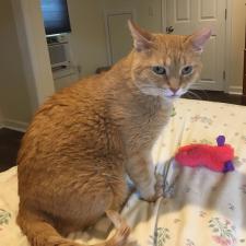 Cats Info Ten Lives Club