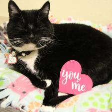 Adopt A Pet West Columbia Gorge Humane Society