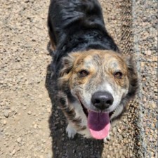 Free puppies in show low az discount