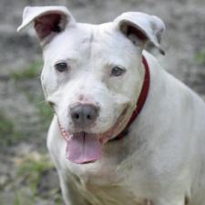 Animal Welfare League of Charlotte County - Animal Welfare League of Charlotte County -