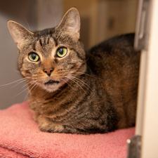 Cats In Our Adoption Center Asheville Humane Society
