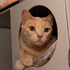 Cats In Our Adoption Center Asheville Humane Society