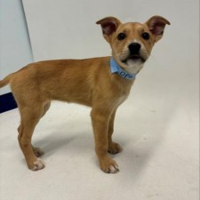Free puppies in hotsell show low az