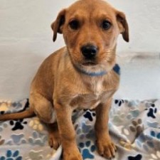 Adopt a dog or cat from Pet Allies Show Low AZ