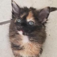 Available Kittens Mini Cat Town