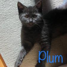 Available Kittens Mini Cat Town