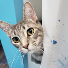 Adoptable Cats Camp Companion