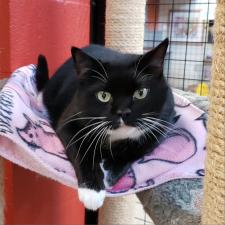 Adopt Cat Depot