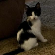 Adoptable Cats Animal Friends Alliance