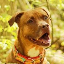Adopt A Pet In St Louis Gateway Pet Guardians Animal Shelter