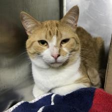 Adopt Harbor Humane Society