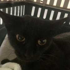 Lost Found Pets Harbor Humane Society