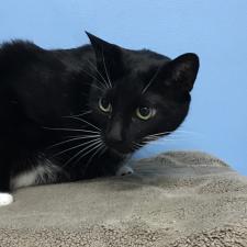 Adopt A Kitty Humane Society Tampa Bay