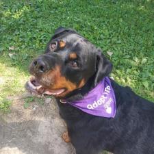 Adoptable Dogs Humane Society Of West Michigan
