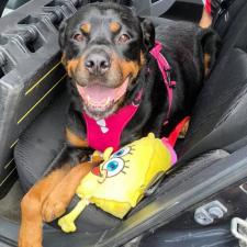 Adoptable Dogs Humane Society Of West Michigan