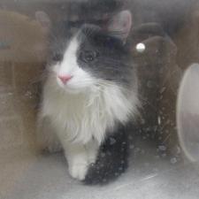 Adopt A Pet Cats And Kittens Nevada Humane Society With Shelters Located In Reno And Carson City The Nevada Humane Society Caring Is A Charitable Non Profit Organization That Accepts