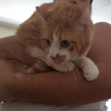Adopt A Pet Cats And Kittens Nevada Humane Society With Shelters Located In Reno And Carson City The Nevada Humane Society Caring Is A Charitable Non Profit Organization That Accepts