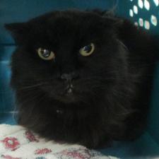 Adopt A Pet Cats And Kittens Nevada Humane Society With Shelters Located In Reno And Carson City The Nevada Humane Society Caring Is A Charitable Non Profit Organization That Accepts