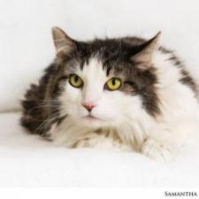 Adopt A Pet Cats And Kittens Nevada Humane Society With Shelters Located In Reno And Carson City The Nevada Humane Society Caring Is A Charitable Non Profit Organization That Accepts
