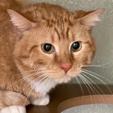 Cats Orphans of the Storm