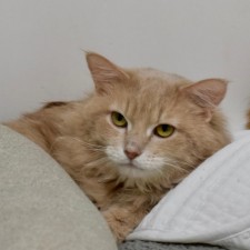 Orphans of discount the storm cats