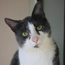 Adoptable Cats United States Pets Alive Wny