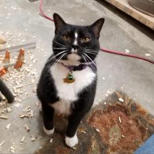 Pet Adoption At Red Dog Farm Animal Rescue Network Greensboro