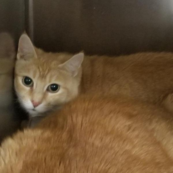 Baby Boy Male Cat